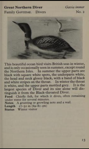 great northern diver page from Observer's Book of Birds